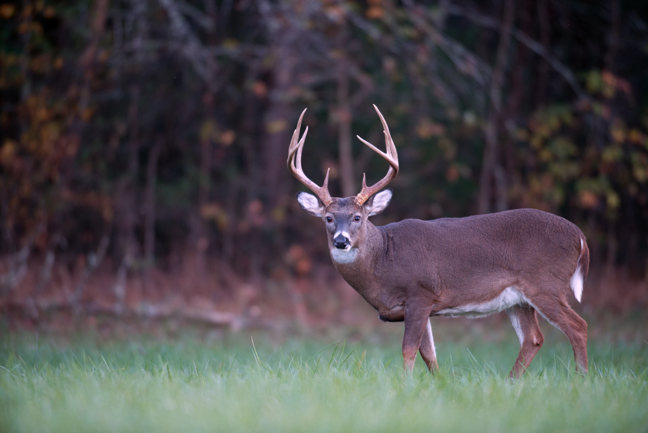 deer in forest