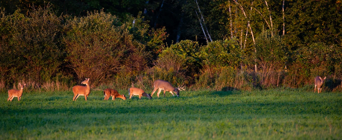 whitetail industries food plot seed
