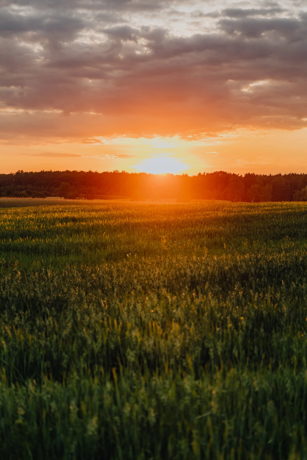 whitetail industries food plot seed