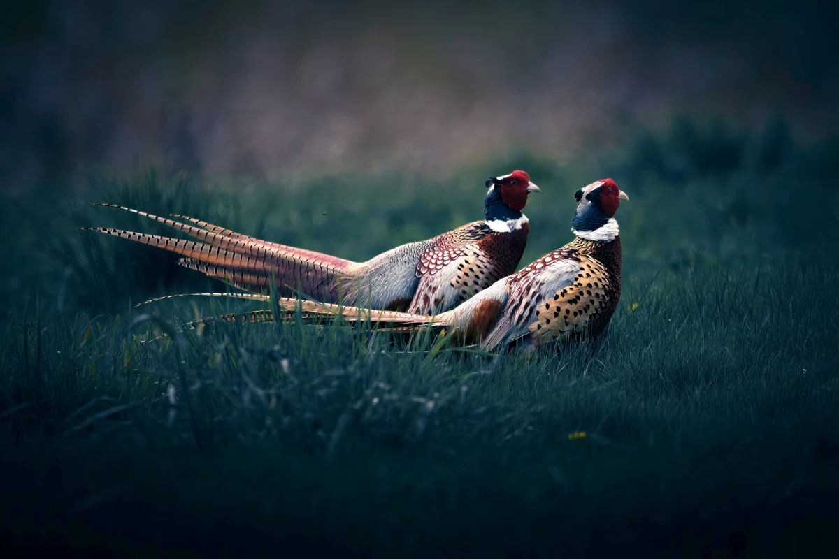 two pheasants