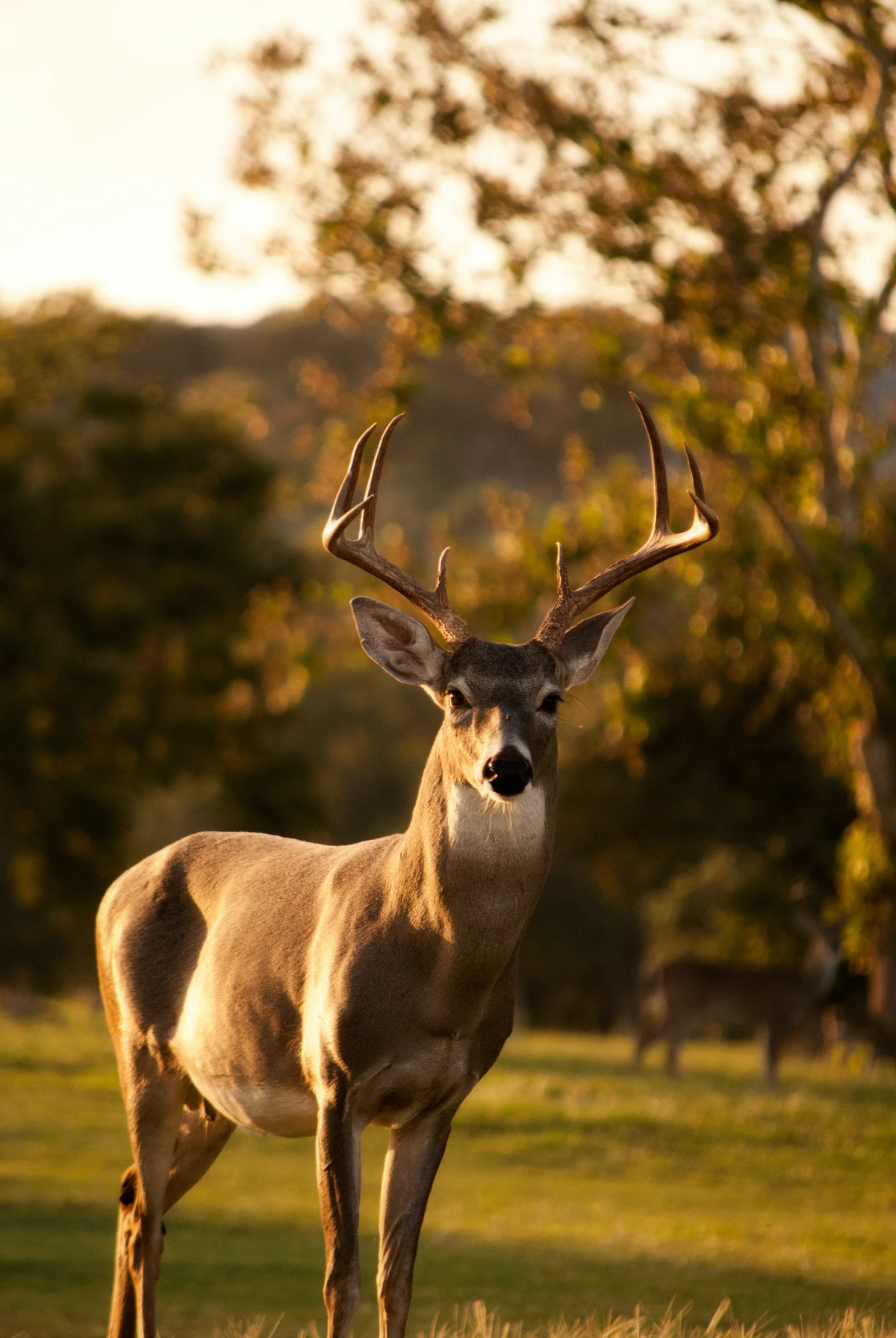 whitetail deer